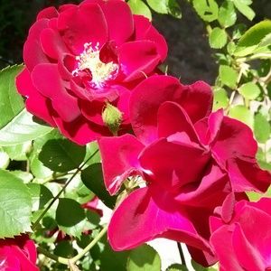 Meet your Posher, Ruth